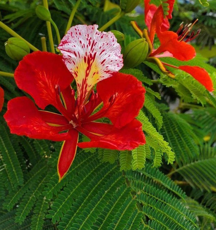 Acacia Roja - Vista 2